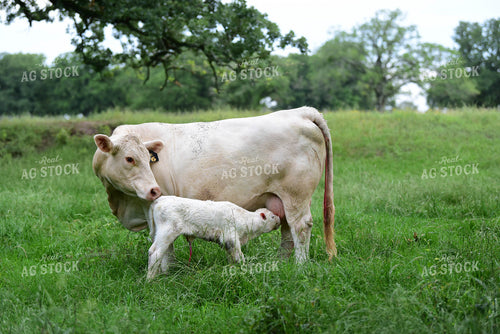 Charolais Cow with Newborn Calf 192012