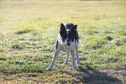 Farm Dog 117140