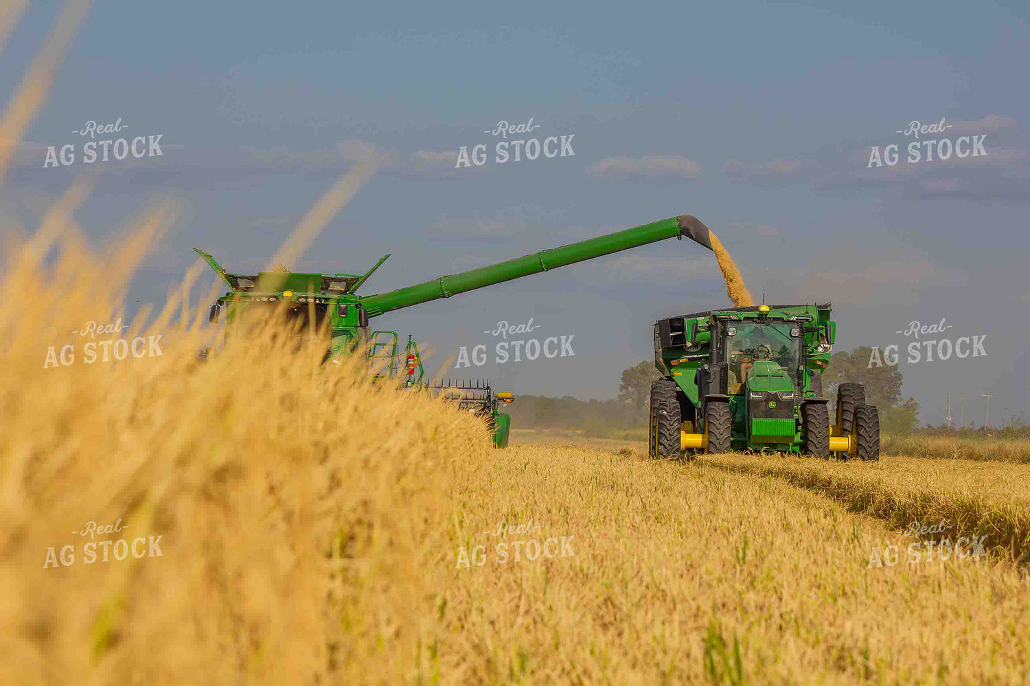 Rice Harvest 291058