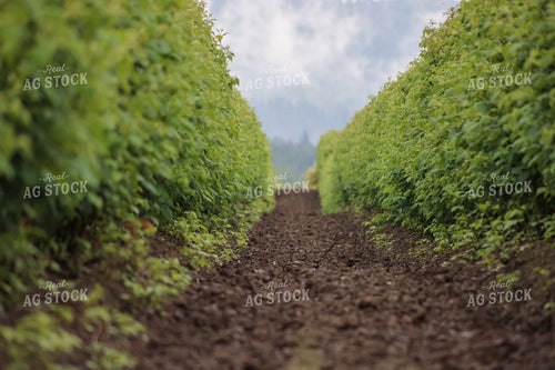 Raspberry Bushes 261093