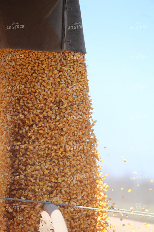 Augering Corn into Wagon Close Up 52073
