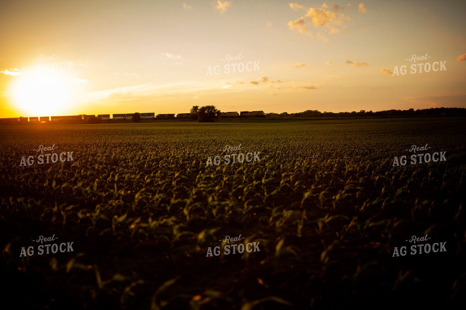 Corn Field with Train 6332