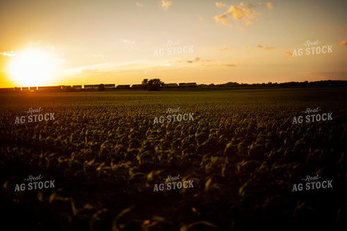 Corn Field with Train 6332