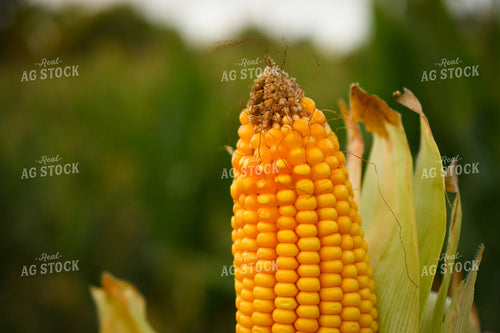 Semidried Corn Ear 191248