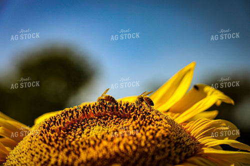 Bees on Sunflower 160005