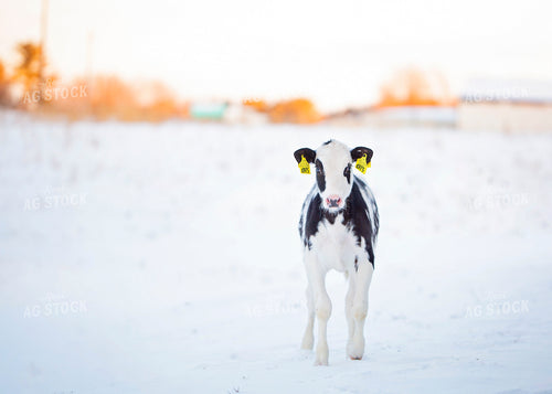 Holstein Calf 55007
