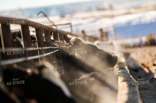 Cattle in Feedlot 293035