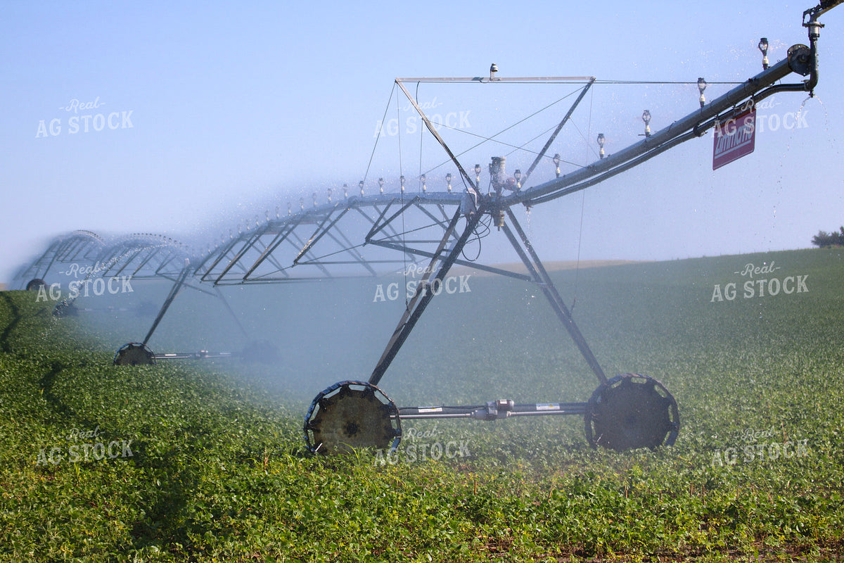 Irrigating Mid-Season Corn Field 82485