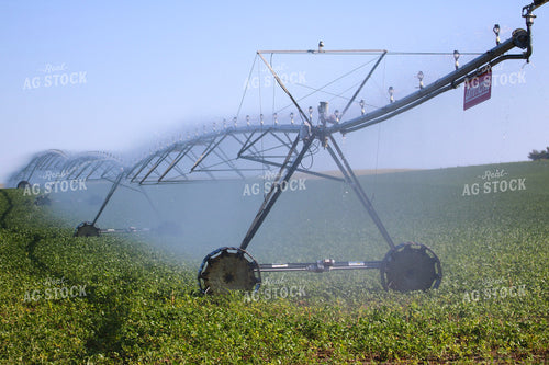 Irrigating Mid-Season Corn Field 82485