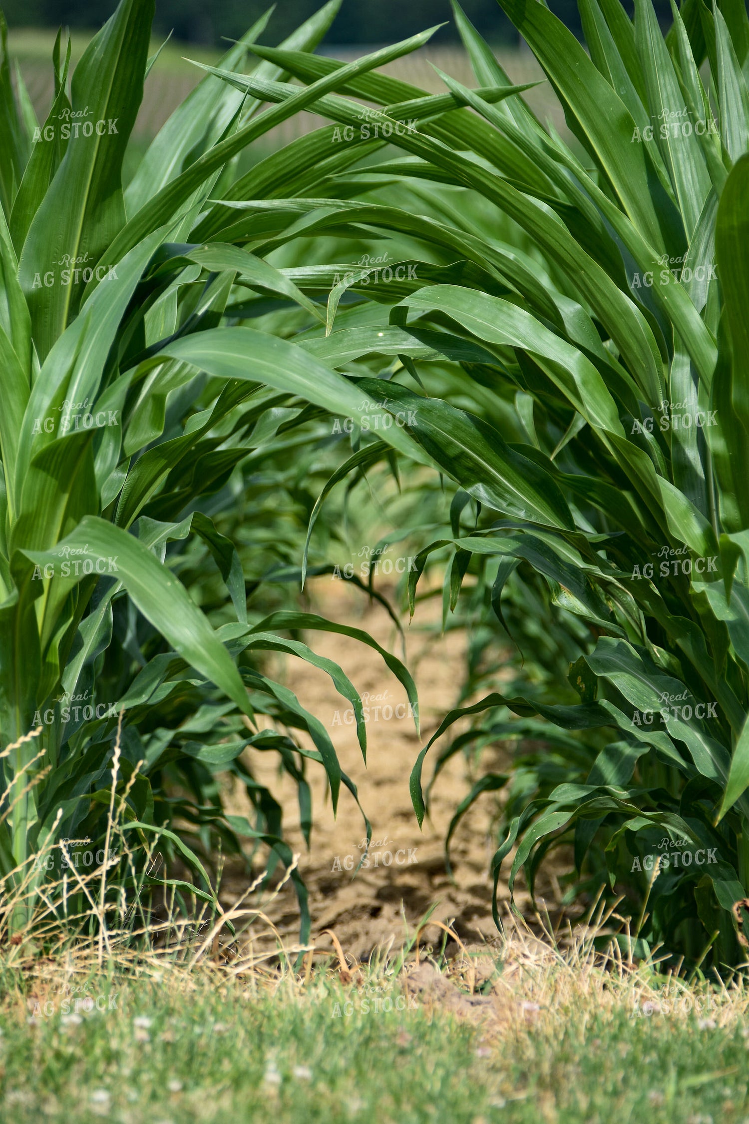 Green Corn Field 84010