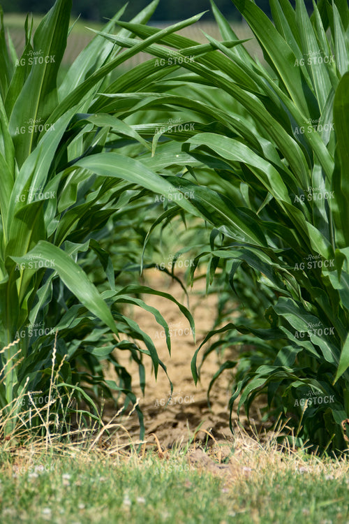 Green Corn Field 84010