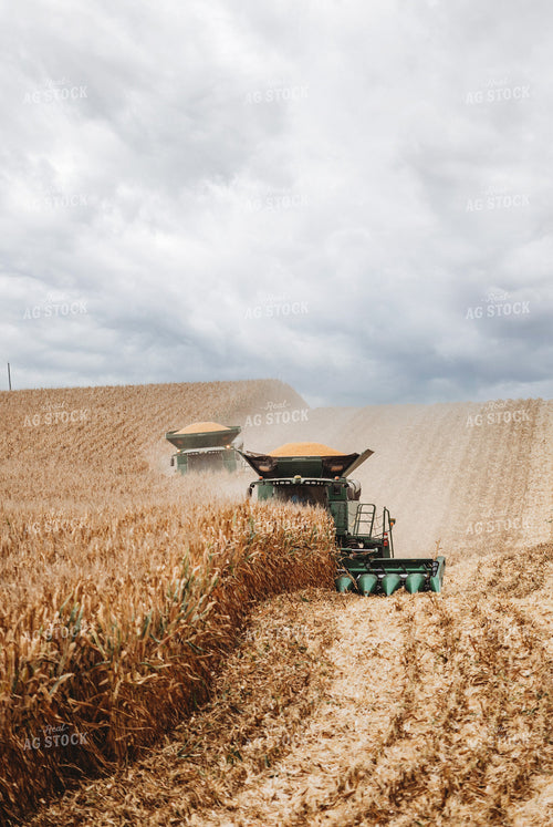 Corn Harvest 215012