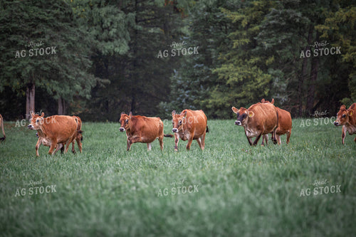 Jersey Cattle on Pasture 270484