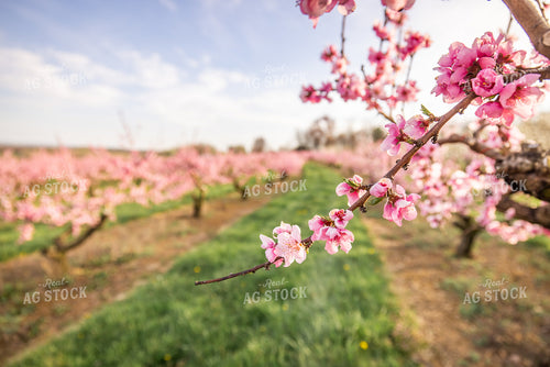 Apple Blossoms 270038