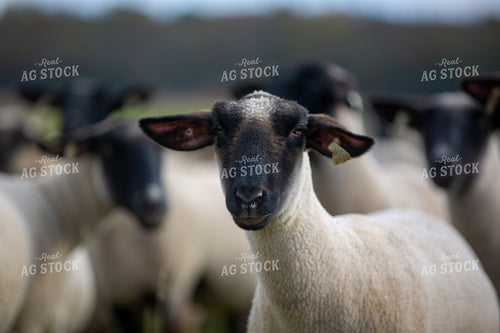 Sheep in Pasture 90075