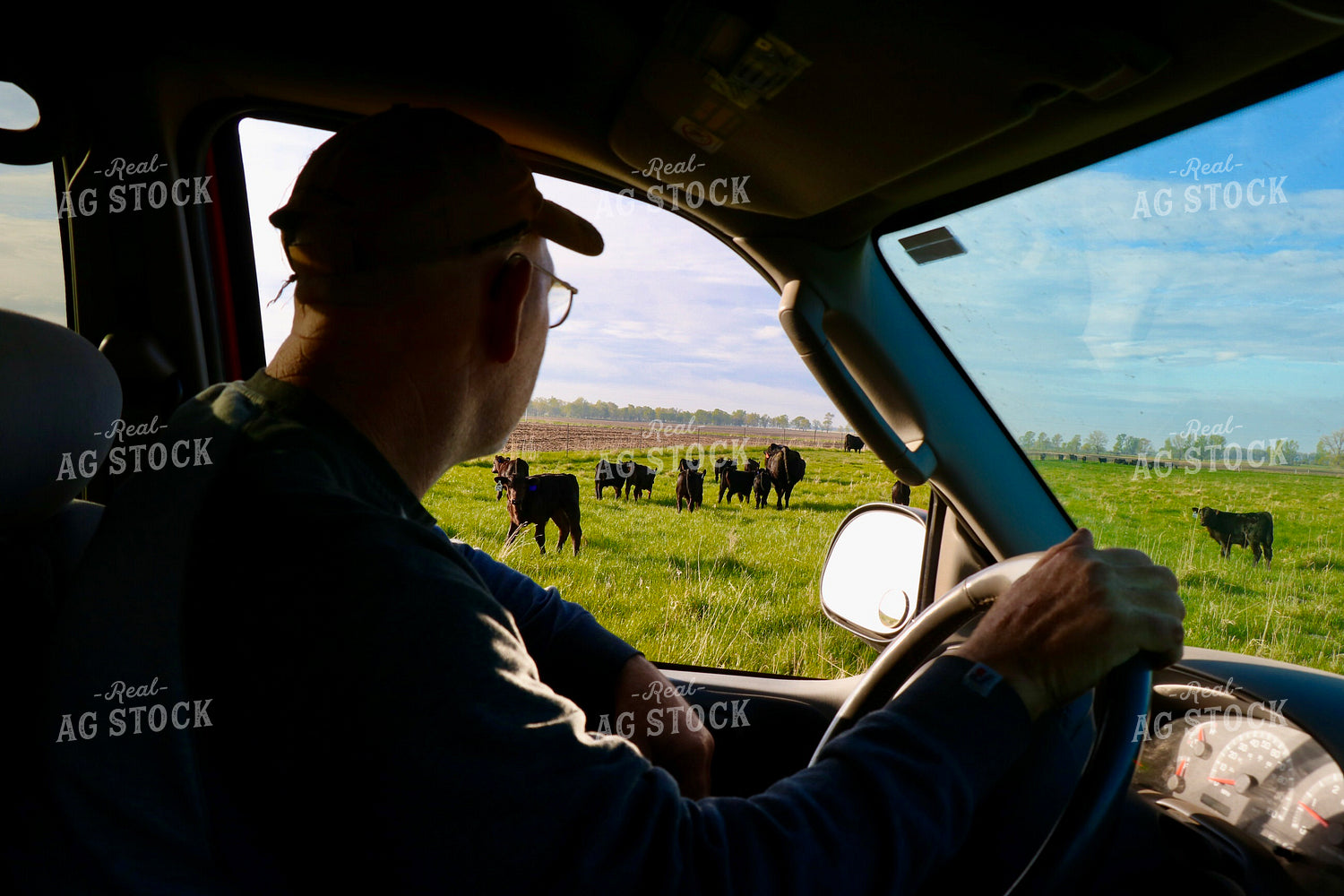 Cattle Producer Checking Cattle 299224