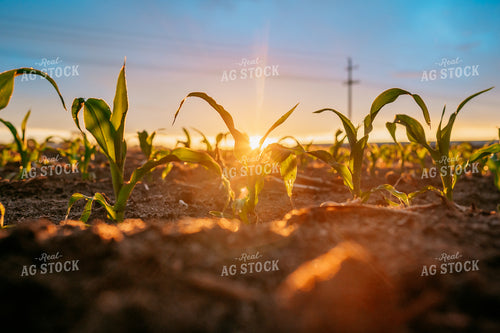 Early Growth Corn at Sunrise 56686