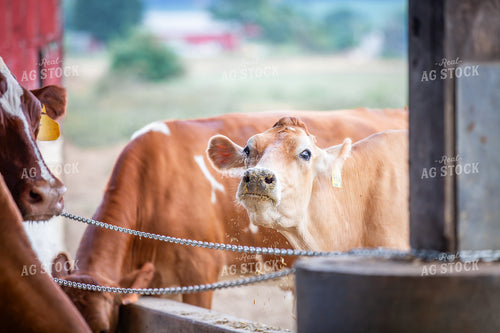 Guernsey Dairy Cows 270572