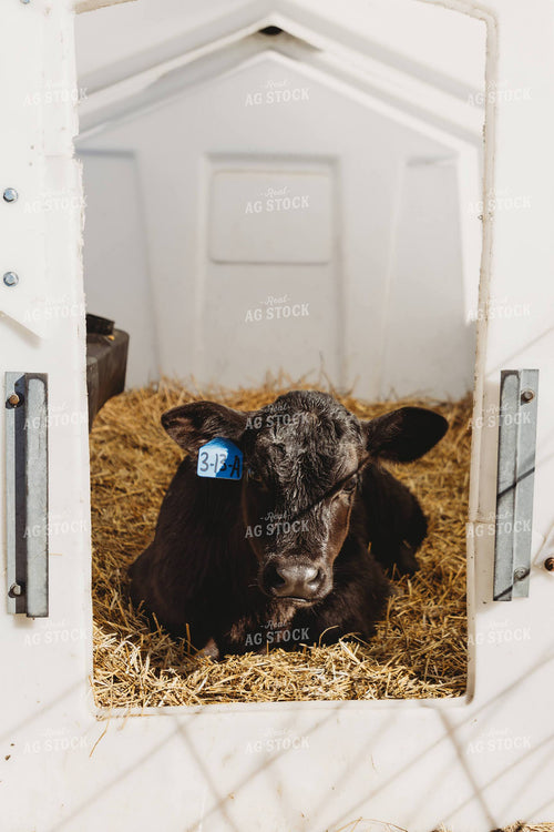 Holstein Calf in Hutch 152207