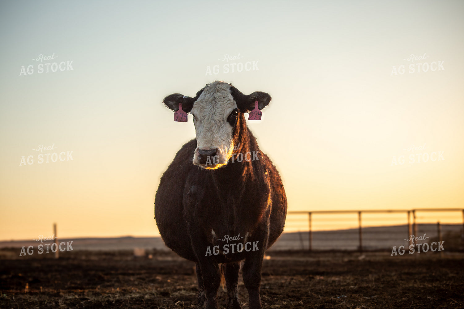 Calving Season 155548