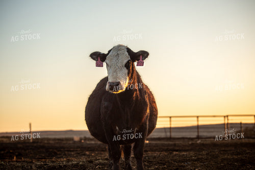 Calving Season 155548