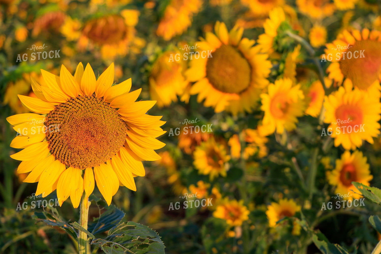 Sunflower 60037