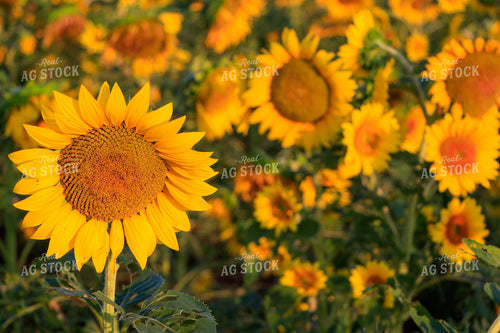 Sunflower 60037