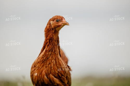 Pullet Laying Chicken 104059