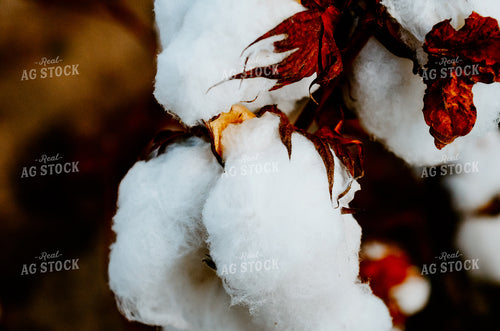 Head of Cotton Plant 125013