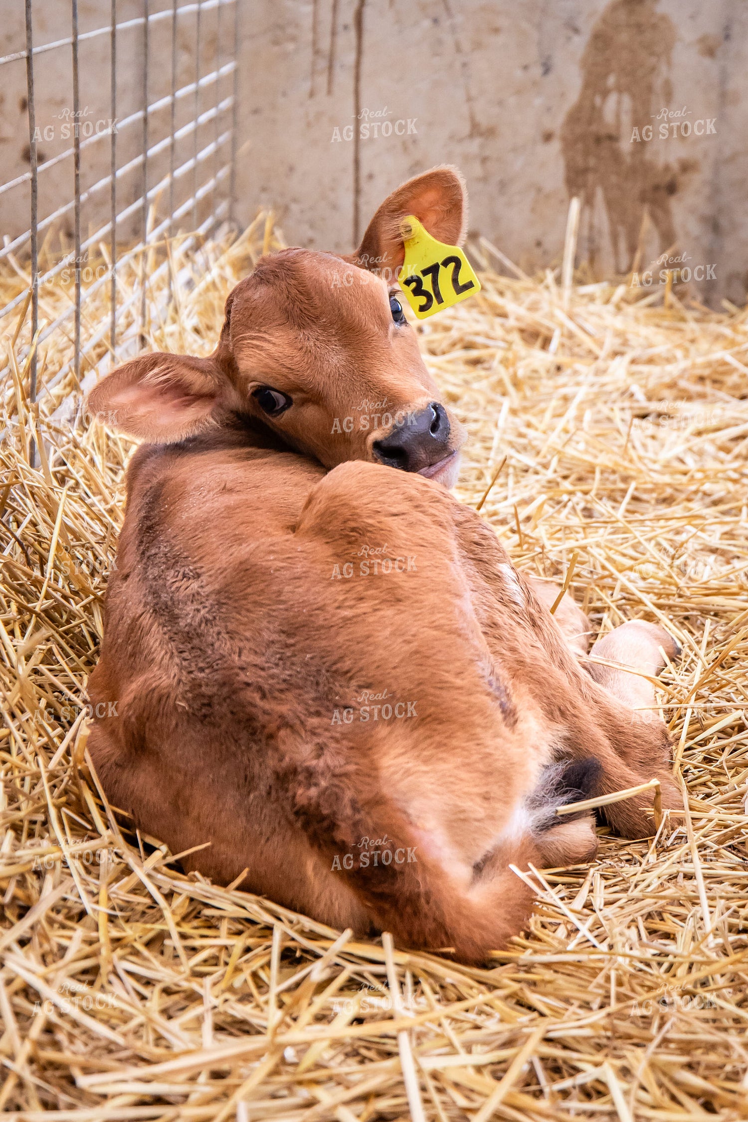 Jersey Calves 270465