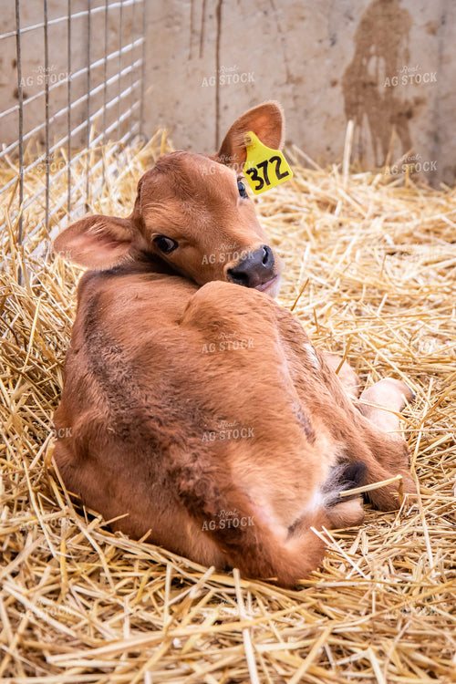 Jersey Calves 270465