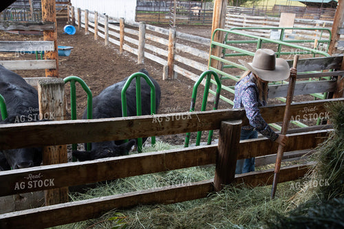 Female Rancher Feeding Cattle 117100