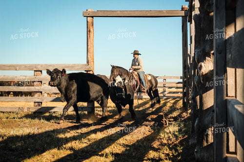 Rancher Moving Cattle on Horseback 78258