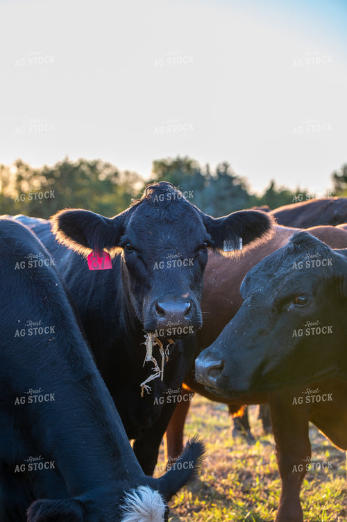 Angus Cattle 236010