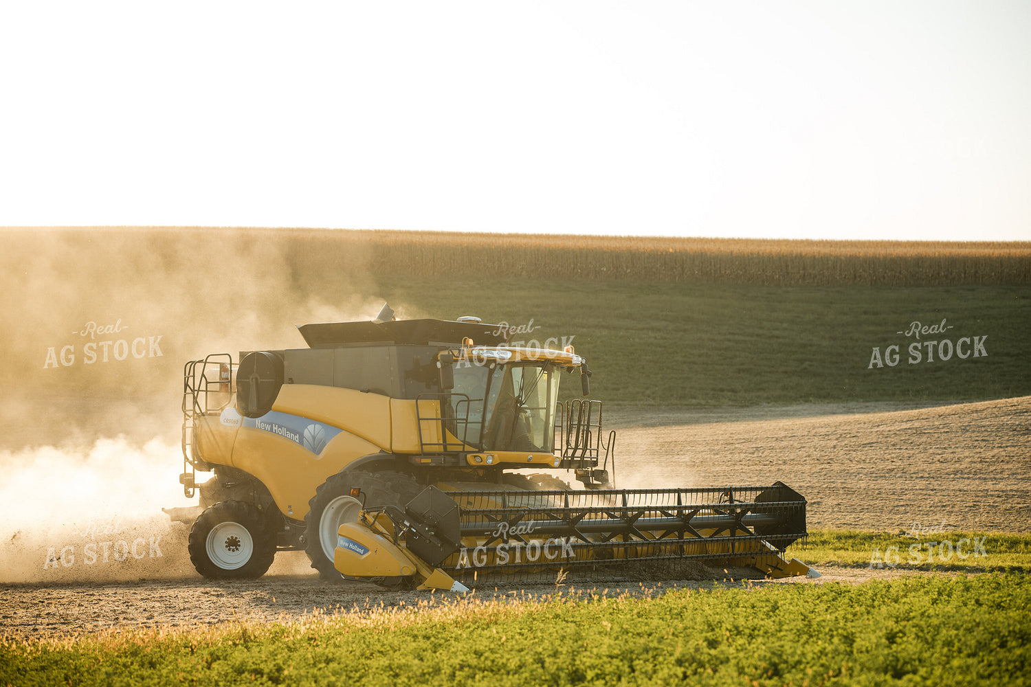 Soybean Harvest 215124