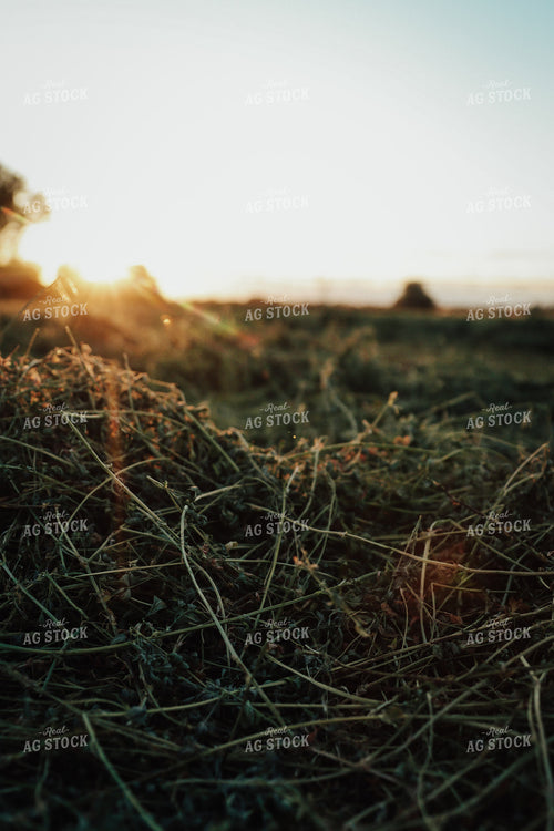 Cut Alfalfa 83137
