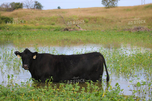 Angus Cattle in Water 82361