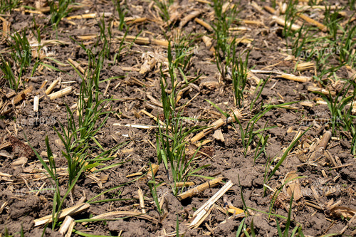 Early Wheat 67071