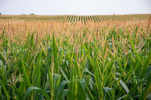 Rows of Corn Tassels 50121