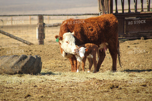 Hereford Cow and Calf Pair 78102