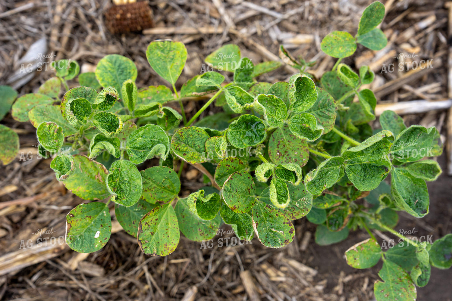 Soybean Plant With Leaf Cupping 65847