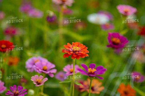 Zinnias 136242