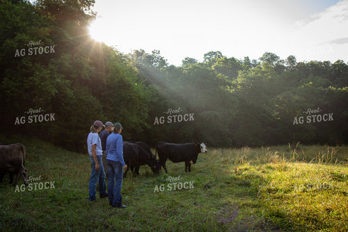 Cattle Producers Checking Herd on Pasture 268418