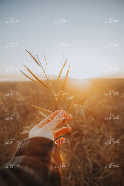 Farmer at Canola Field 187435