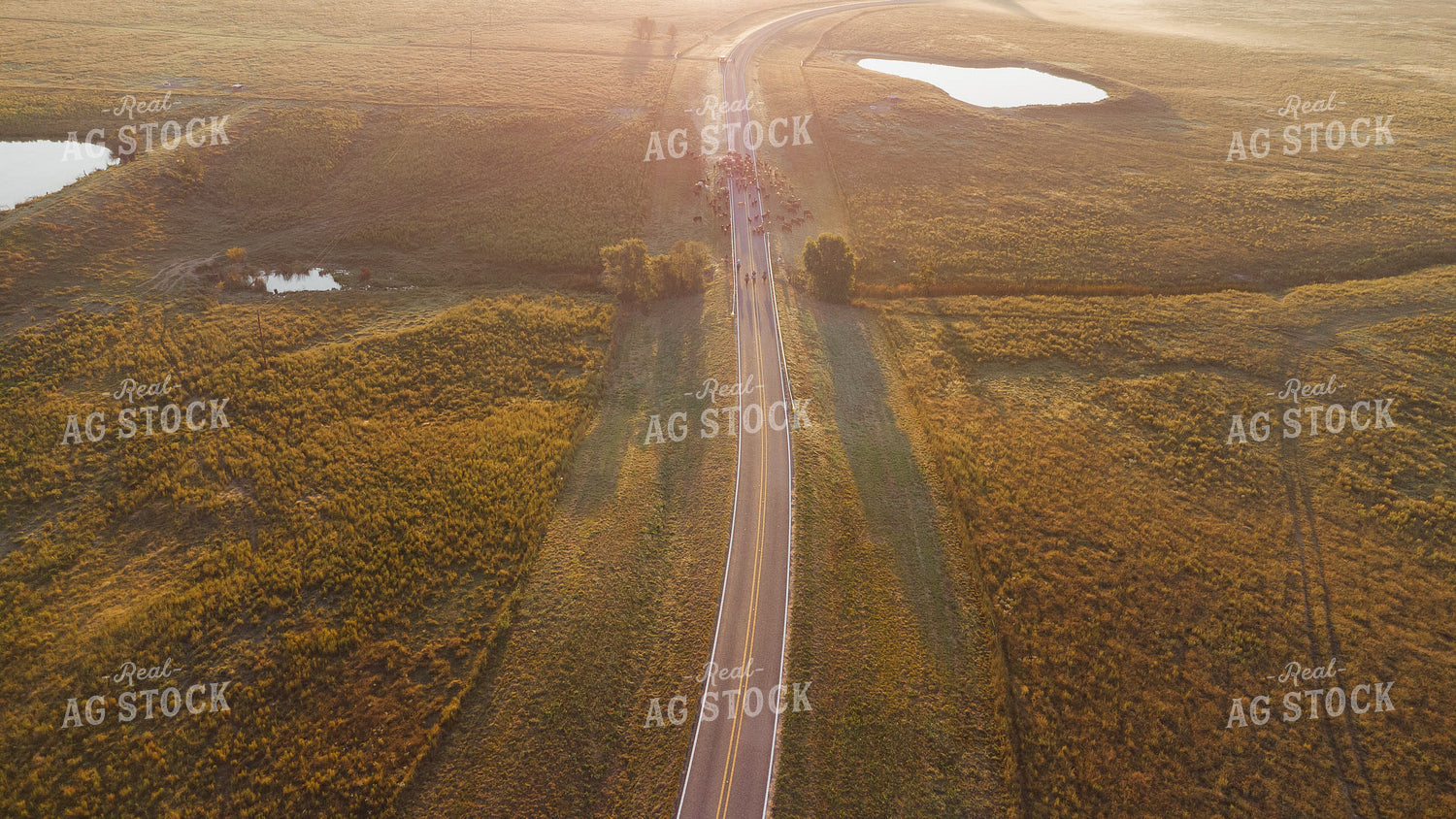 Aerial of Cattle Drive 301060