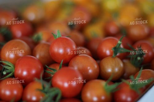Up Close Tomatoes 73003