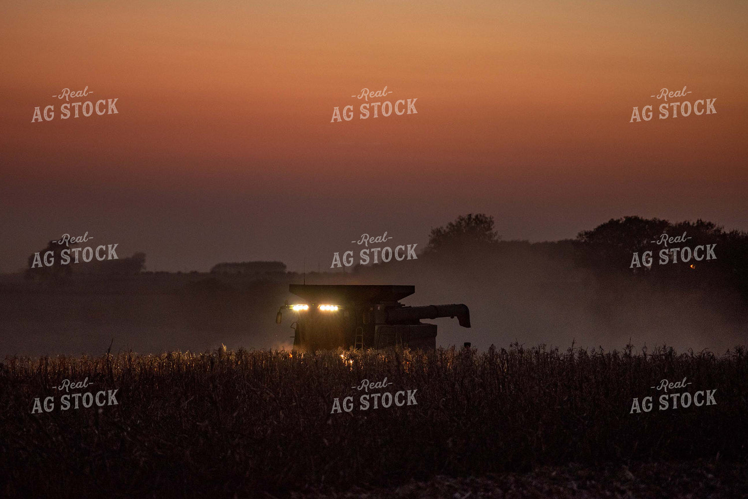 Corn Harvest 274042
