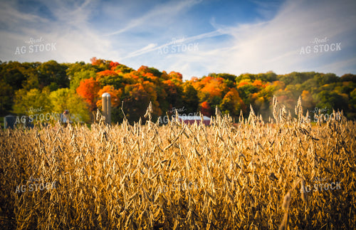 Dried Soybeans in Field 153021