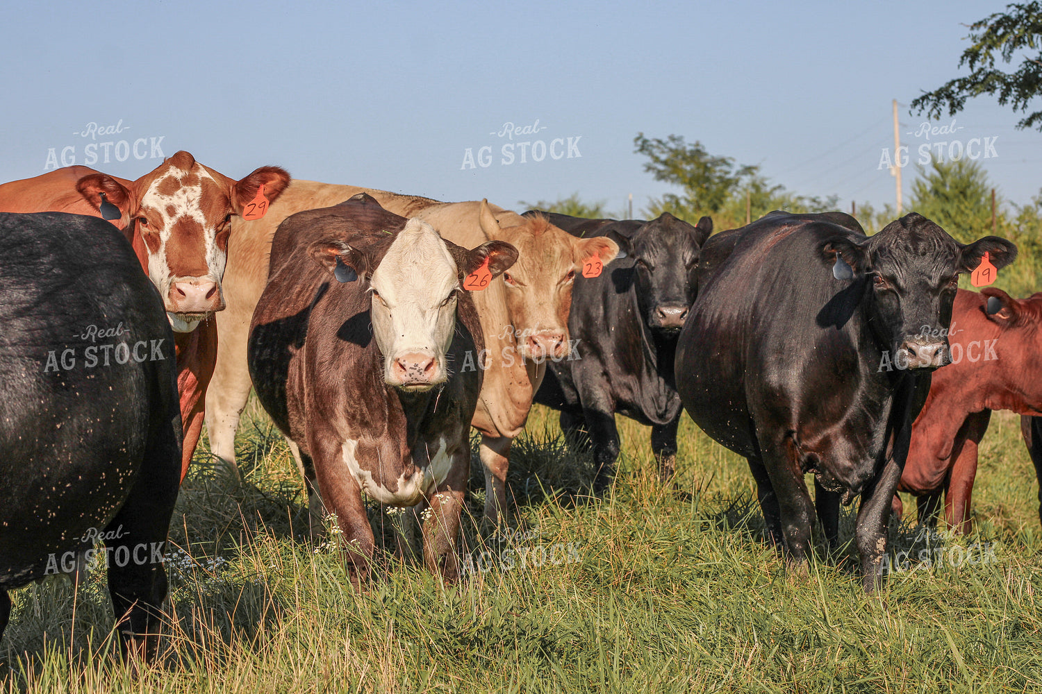 Cattle on Pasture 182032