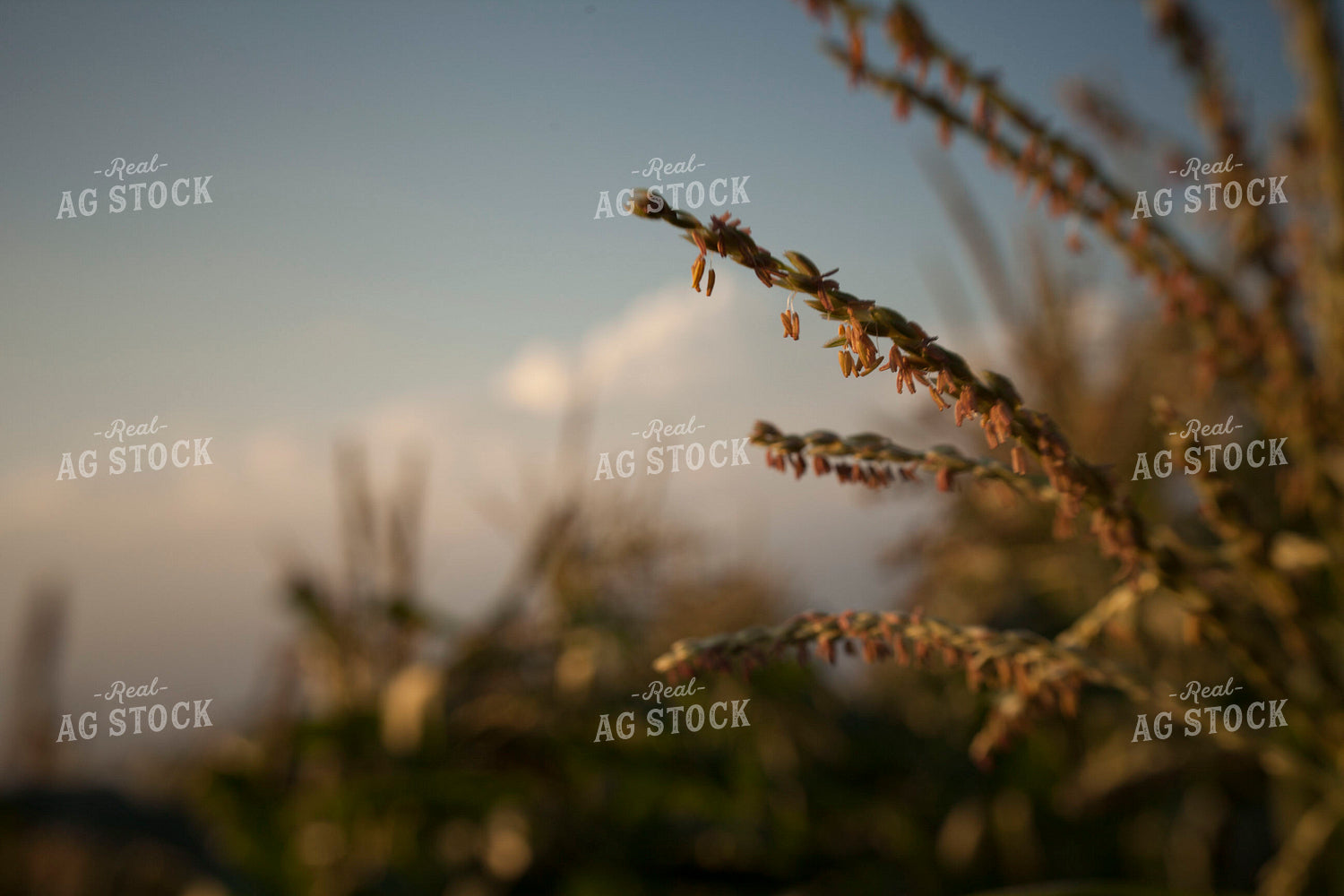 Corn - Mid-Season 1286